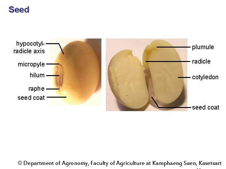 Seed hypocotylradicle axis micropyle hilum plumule radicle cotyledon raphe seed coat © Department of