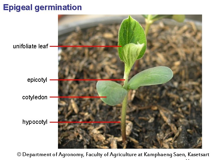 Epigeal germination unifoliate leaf epicotyledon hypocotyl © Department of Agronomy, Faculty of Agriculture at