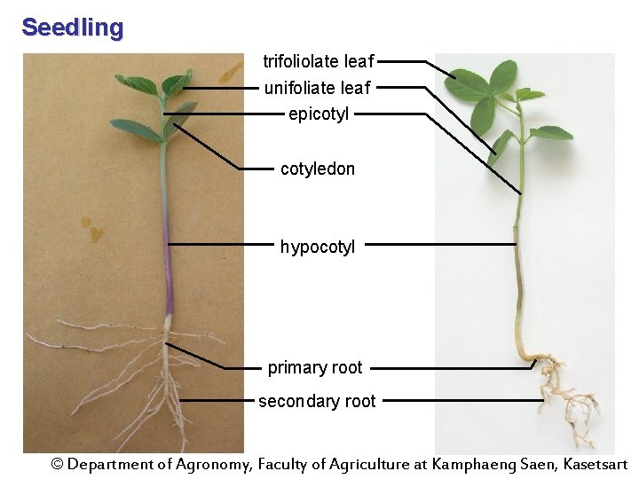 Seedling trifoliolate leaf unifoliate leaf epicotyledon hypocotyl primary root secondary root © Department of