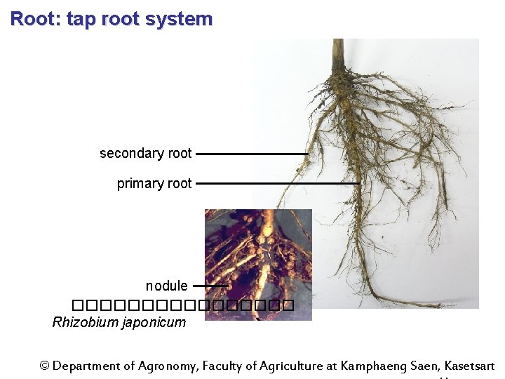 Root: tap root system secondary root primary root nodule �������� Rhizobium japonicum © Department