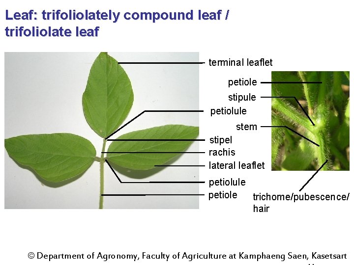 Leaf: trifoliolately compound leaf / trifoliolate leaf terminal leaflet petiole stipule petiolule stem stipel