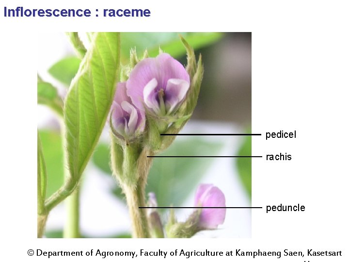 Inflorescence : raceme pedicel rachis peduncle © Department of Agronomy, Faculty of Agriculture at