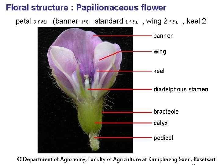 Floral structure : Papilionaceous flower petal 5 กลบ (banner หรอ standard 1 กลบ ,