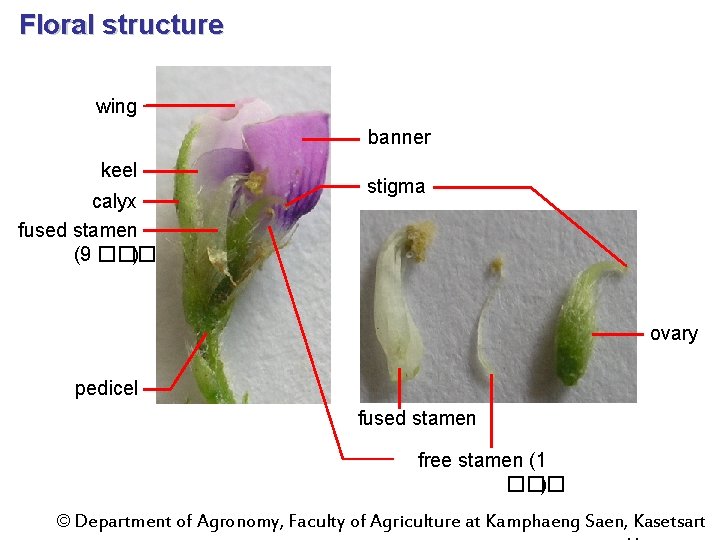 Floral structure wing banner keel calyx fused stamen (9 ��� ) stigma ovary pedicel