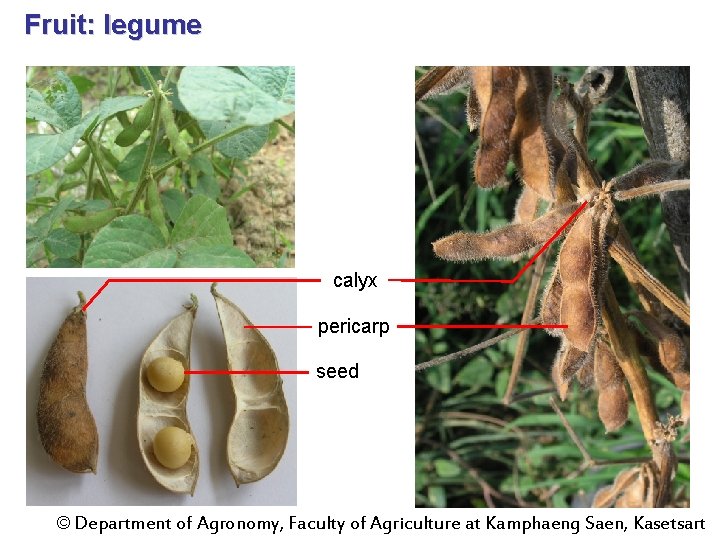 Fruit: legume calyx pericarp seed © Department of Agronomy, Faculty of Agriculture at Kamphaeng