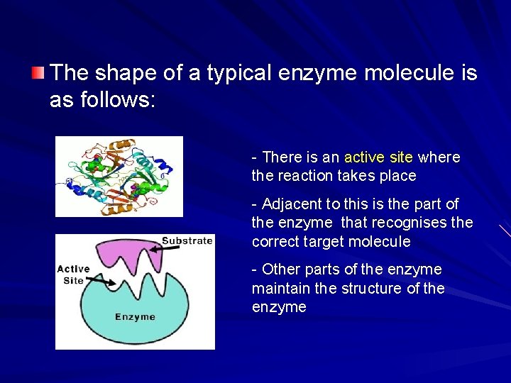 The shape of a typical enzyme molecule is as follows: - There is an