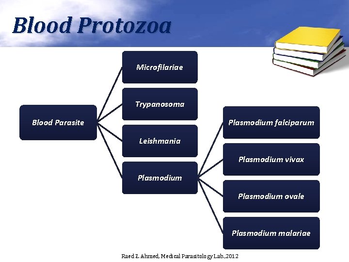 Blood Protozoa Microfilariae Trypanosoma Plasmodium falciparum Blood Parasite Leishmania Plasmodium vivax Plasmodium ovale Plasmodium