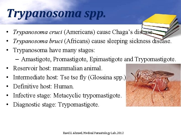 Trypanosoma spp. • Trypanosoma cruci (Americans) cause Chaga’s disease. • Trypanosoma bruci (Africans) cause
