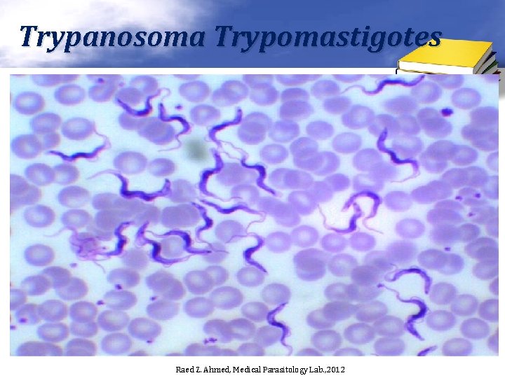 Trypanosoma Trypomastigotes Raed Z. Ahmed, Medical Parasitology Lab. , 2012 
