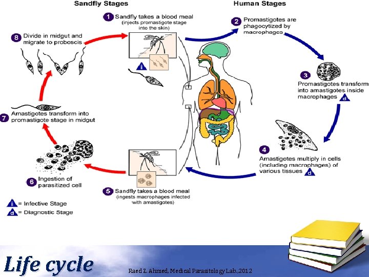 Life cycle Raed Z. Ahmed, Medical Parasitology Lab. , 2012 