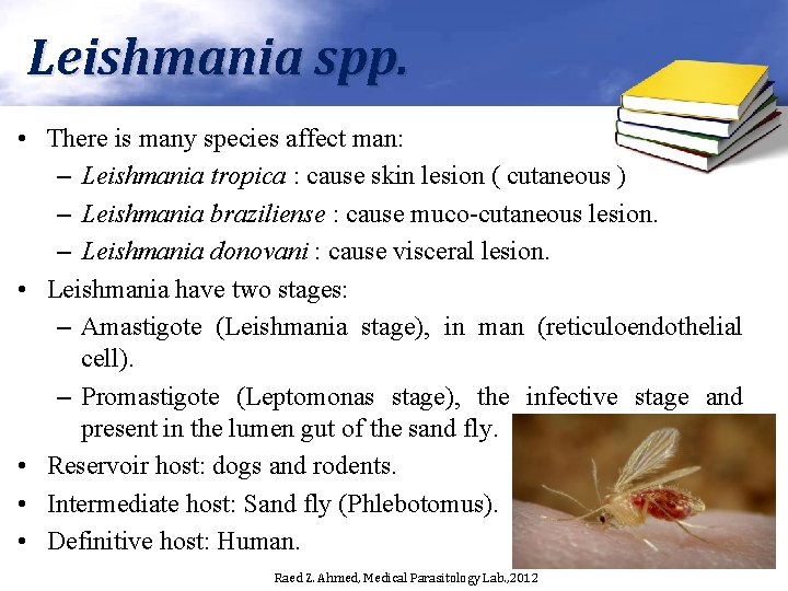 Leishmania spp. • There is many species affect man: – Leishmania tropica : cause