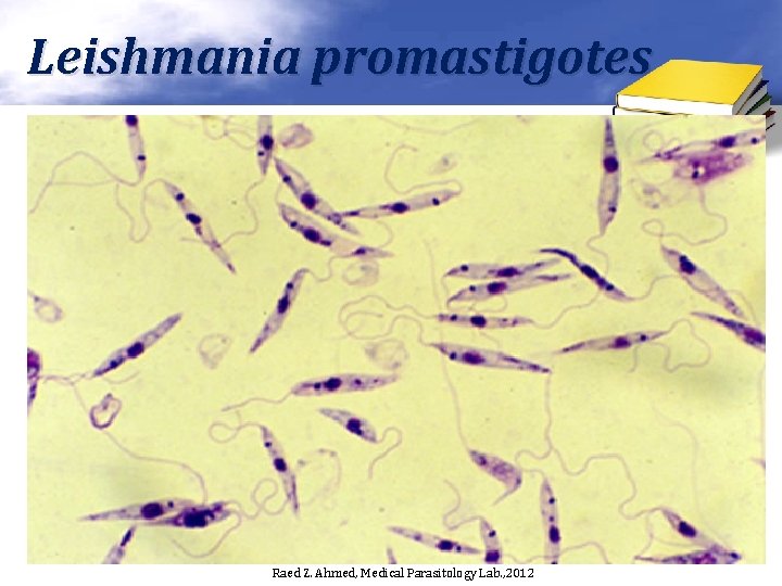Leishmania promastigotes Raed Z. Ahmed, Medical Parasitology Lab. , 2012 