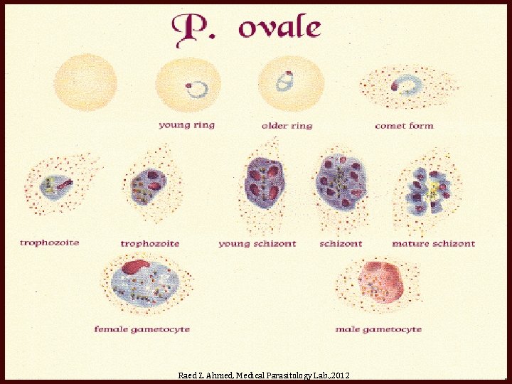 Raed Z. Ahmed, Medical Parasitology Lab. , 2012 