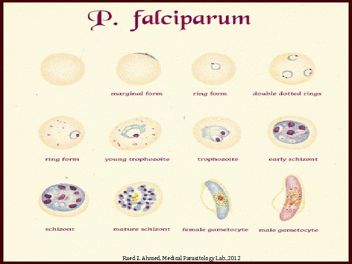 Raed Z. Ahmed, Medical Parasitology Lab. , 2012 