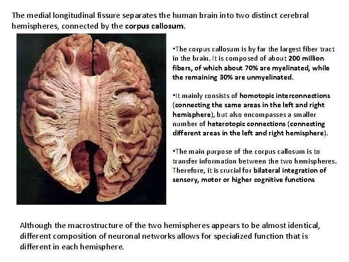 The medial longitudinal fissure separates the human brain into two distinct cerebral hemispheres, connected