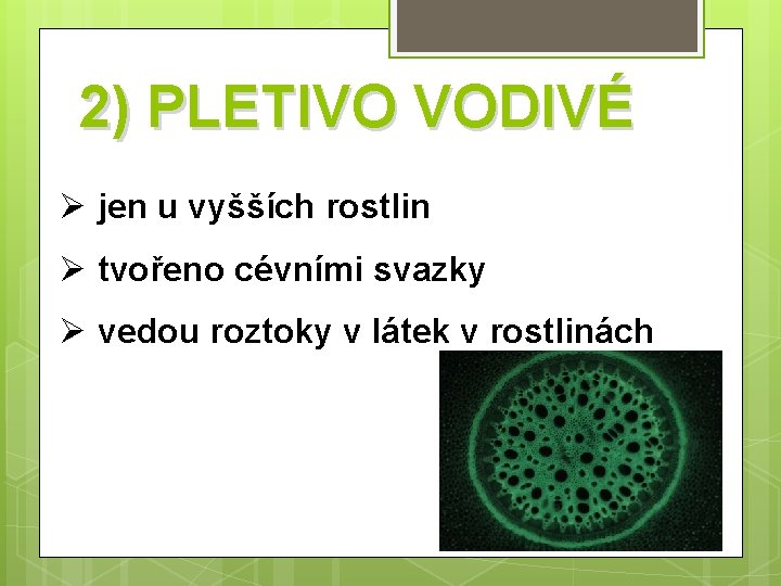 2) PLETIVO VODIVÉ Ø jen u vyšších rostlin Ø tvořeno cévními svazky Ø vedou