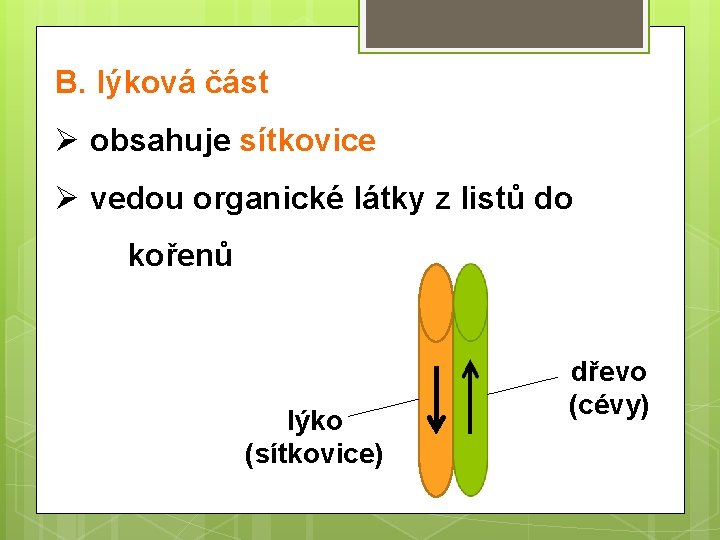 B. lýková část Ø obsahuje sítkovice Ø vedou organické látky z listů do kořenů