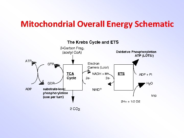 REVIEW Metabolism P Homeostasis The Measurement of Metabolism