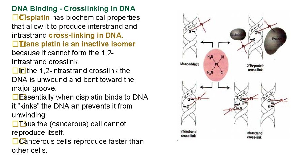 DNA Binding - Crosslinking in DNA �� Cisplatin has biochemical properties that allow it