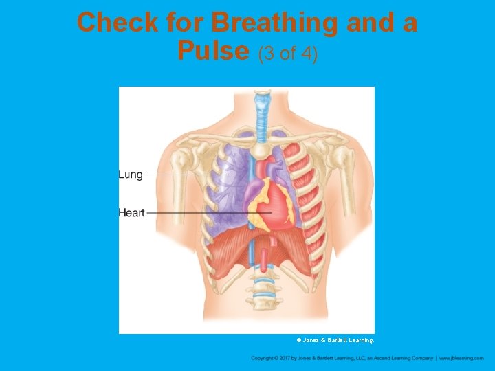 Check for Breathing and a Pulse (3 of 4) © Jones & Bartlett Learning.