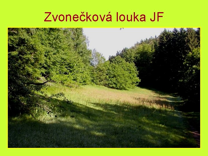 Zvonečková louka JF 