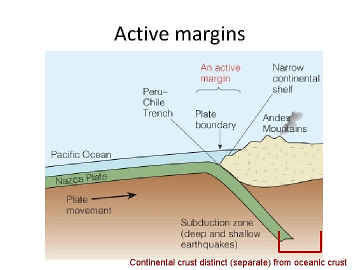 Active margins Continental crust distinct (separate) from oceanic crust 