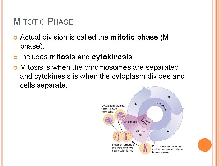 MITOTIC PHASE Actual division is called the mitotic phase (M phase). Includes mitosis and