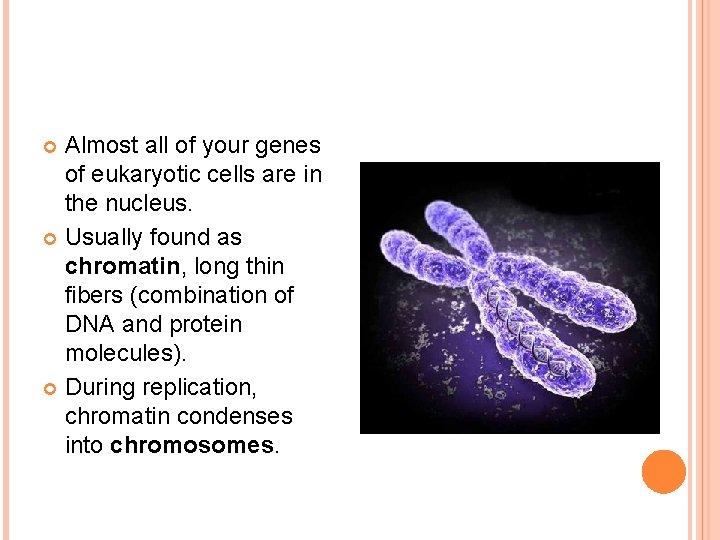 Almost all of your genes of eukaryotic cells are in the nucleus. Usually found