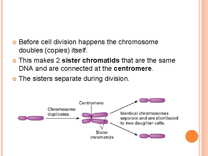 Before cell division happens the chromosome doubles (copies) itself. This makes 2 sister chromatids