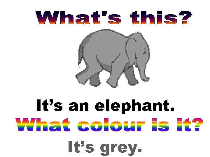 It’s an elephant. It’s grey. 