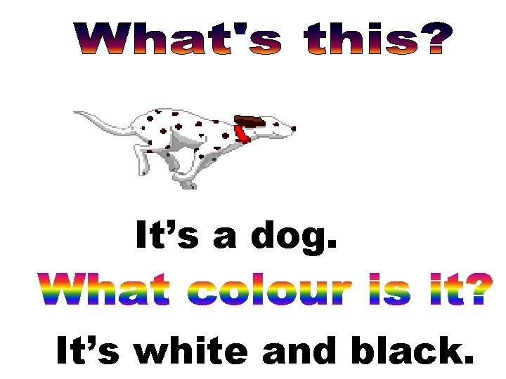 It’s a dog. It’s white and black. 