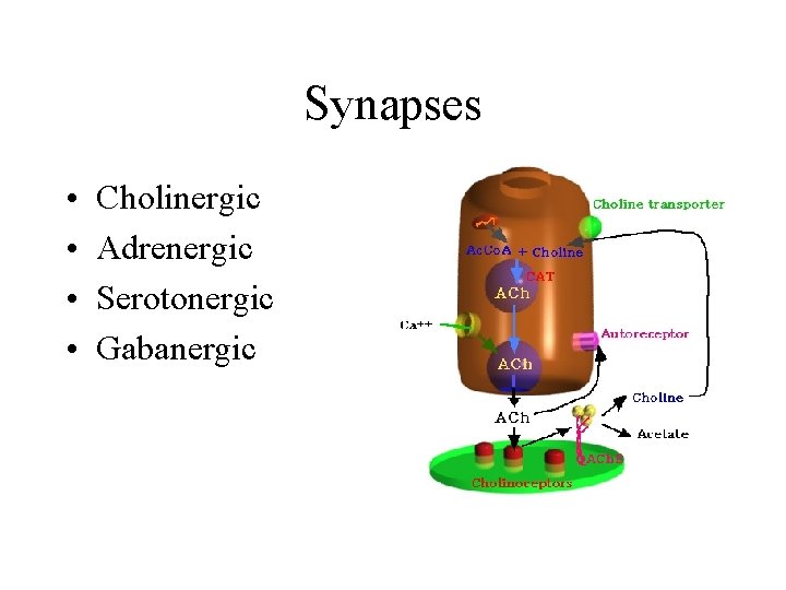 Synapses • • Cholinergic Adrenergic Serotonergic Gabanergic 