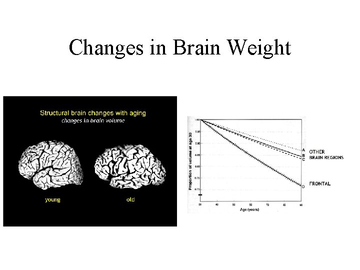 Changes in Brain Weight 