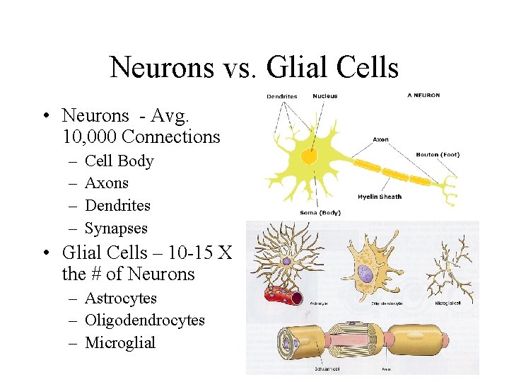 Neurons vs. Glial Cells • Neurons - Avg. 10, 000 Connections – – Cell