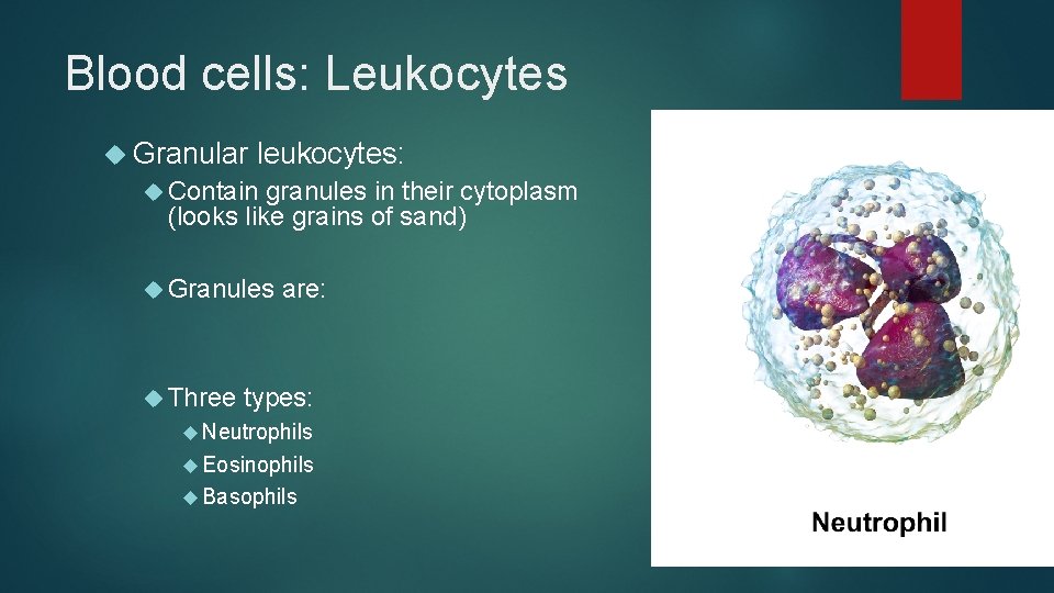Blood cells: Leukocytes Granular leukocytes: Contain granules in their cytoplasm (looks like grains of