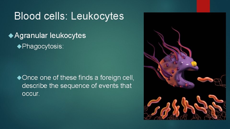 Blood cells: Leukocytes Agranular leukocytes Phagocytosis: Once one of these finds a foreign cell,