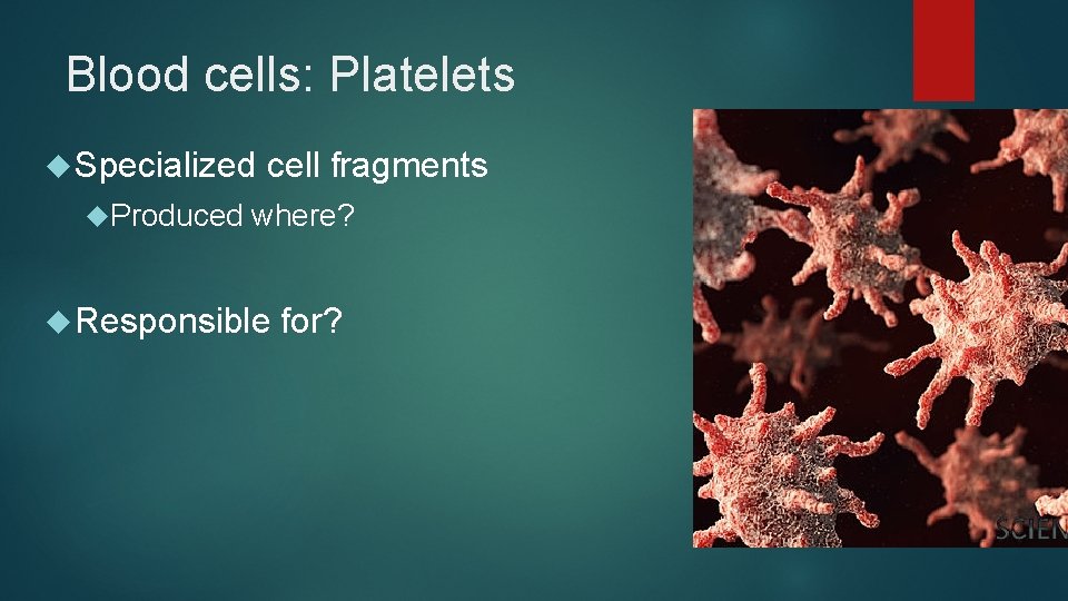 Blood cells: Platelets Specialized Produced cell fragments where? Responsible for? 