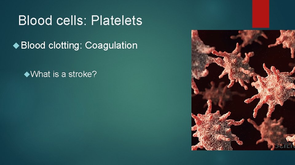 Blood cells: Platelets Blood clotting: Coagulation What is a stroke? 