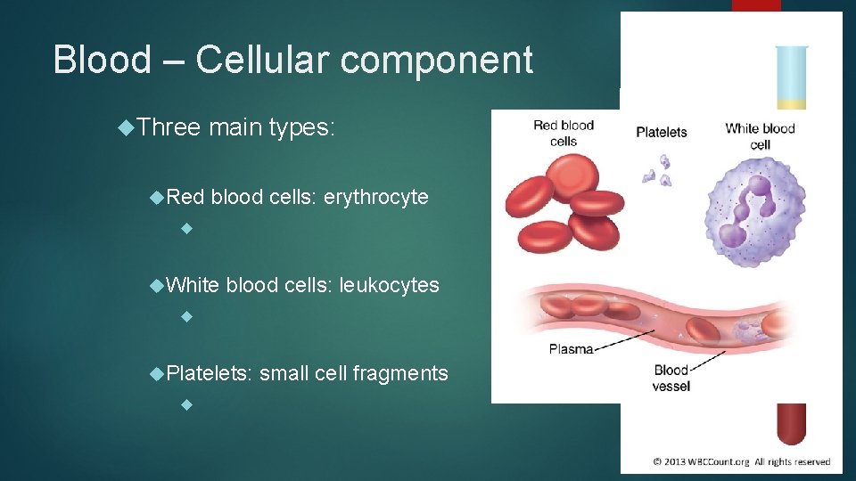 Blood – Cellular component Three Red main types: blood cells: erythrocyte White blood cells: