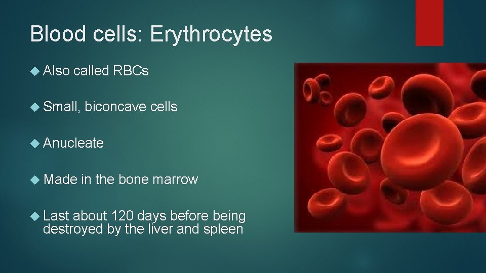 Blood cells: Erythrocytes Also called RBCs Small, biconcave cells Anucleate Made Last in the