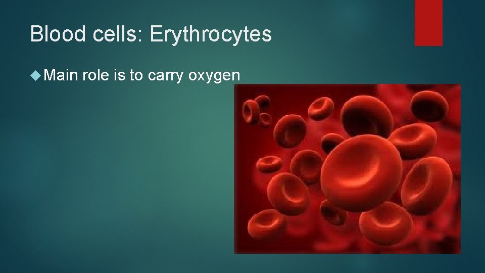 Blood cells: Erythrocytes Main role is to carry oxygen 