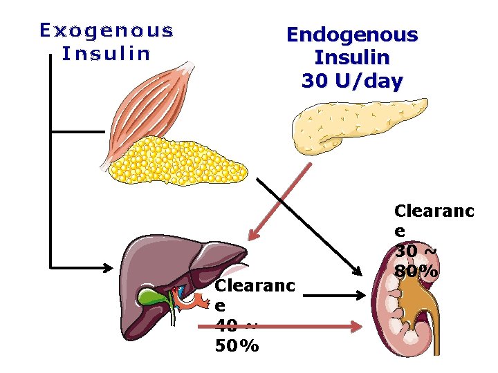 Exogenous Insulin Endogenous Insulin 30 U/day Clearanc e 40 ~ 50% Clearanc e 30
