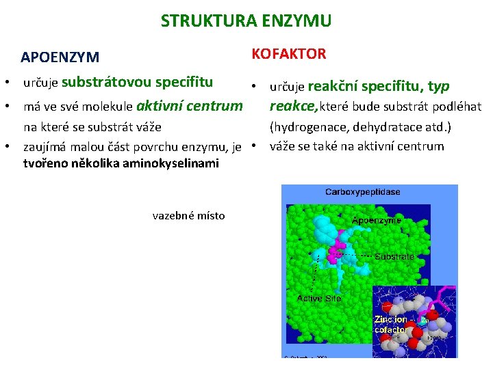 STRUKTURA ENZYMU KOFAKTOR APOENZYM • určuje substrátovou specifitu • určuje reakční specifitu, typ reakce,