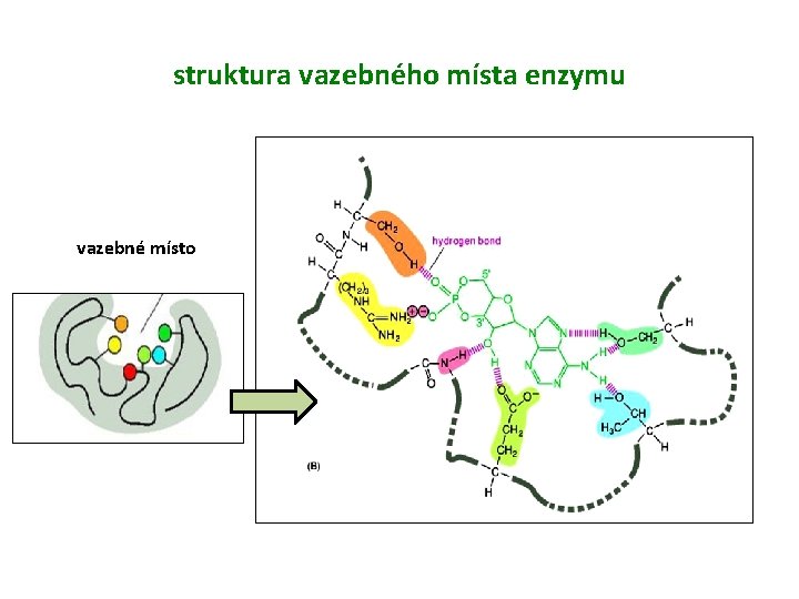 struktura vazebného místa enzymu vazebné místo 