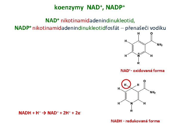 koenzymy NAD+, NADP+ NAD+ nikotinamidadenindinukleotid, NADP+ nikotinamidadenindinukleotidfosfát – přenašeči vodíku NAD+- oxidovaná forma NADH