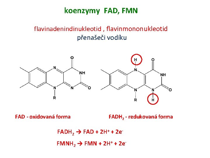 koenzymy FAD, FMN flavinadenindinukleotid , flavinmononukleotid přenašeči vodíku FAD - oxidovaná forma FADH 2