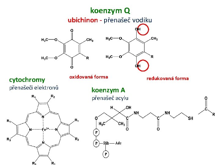 koenzym Q ubichinon - přenašeč vodíku cytochromy přenašeči elektronů oxidovaná forma koenzym A přenašeč