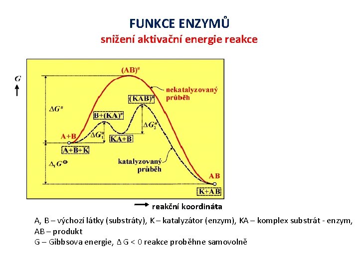 FUNKCE ENZYMŮ snižení aktivační energie reakce reakční koordináta A, B – výchozí látky (substráty),