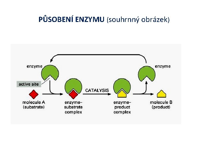 PŮSOBENÍ ENZYMU (souhrnný obrázek) 