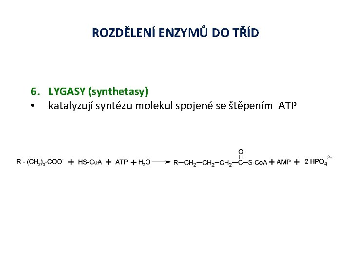 ROZDĚLENÍ ENZYMŮ DO TŘÍD 6. LYGASY (synthetasy) • katalyzují syntézu molekul spojené se štěpením